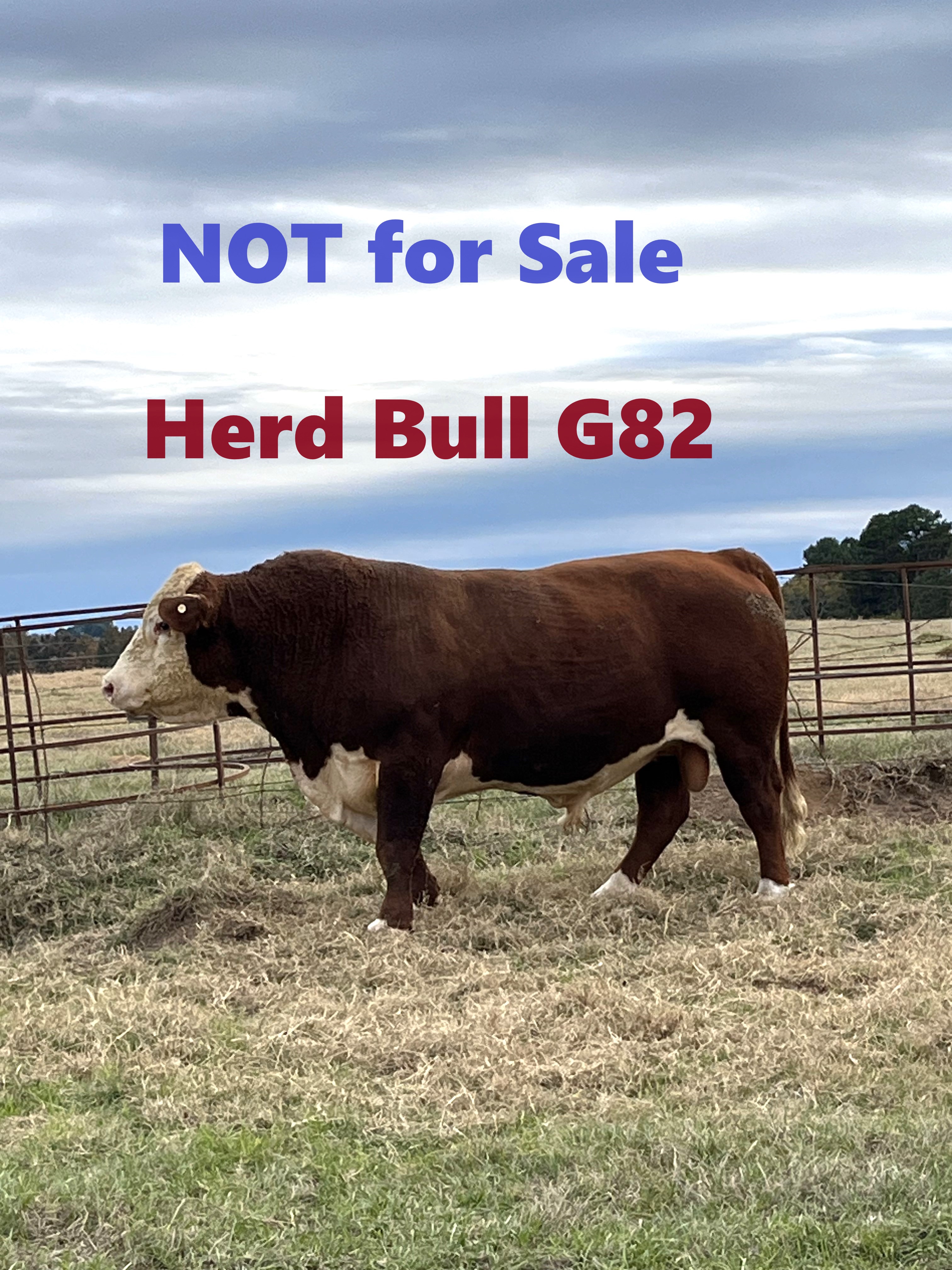 Registered Polled Hereford Bulls